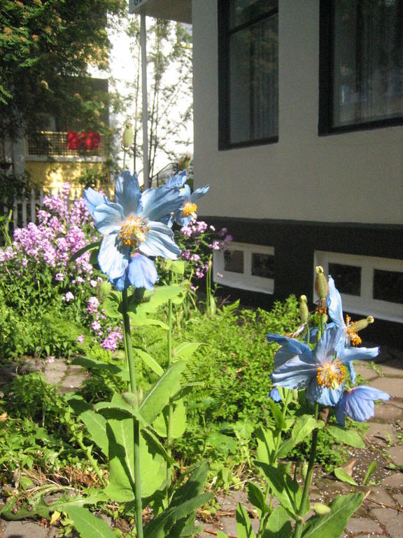 Guesthouse Solgardar Akureyri Dış mekan fotoğraf